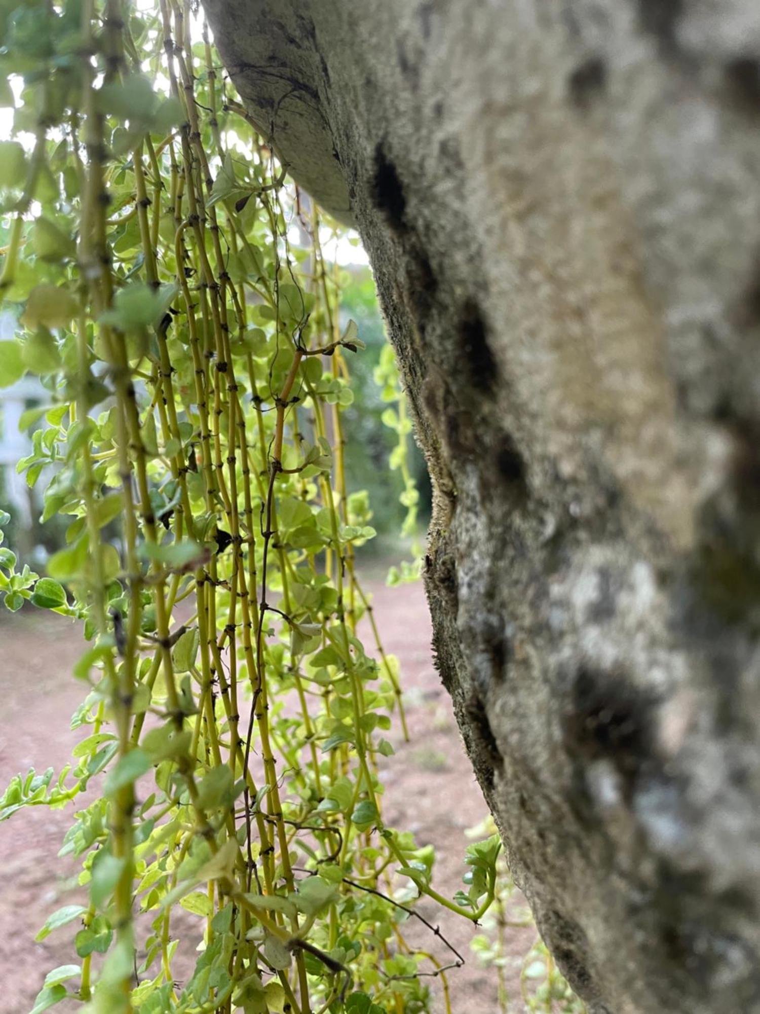 Hotel Eco Garden Hiriketiya Dikwella Exteriér fotografie