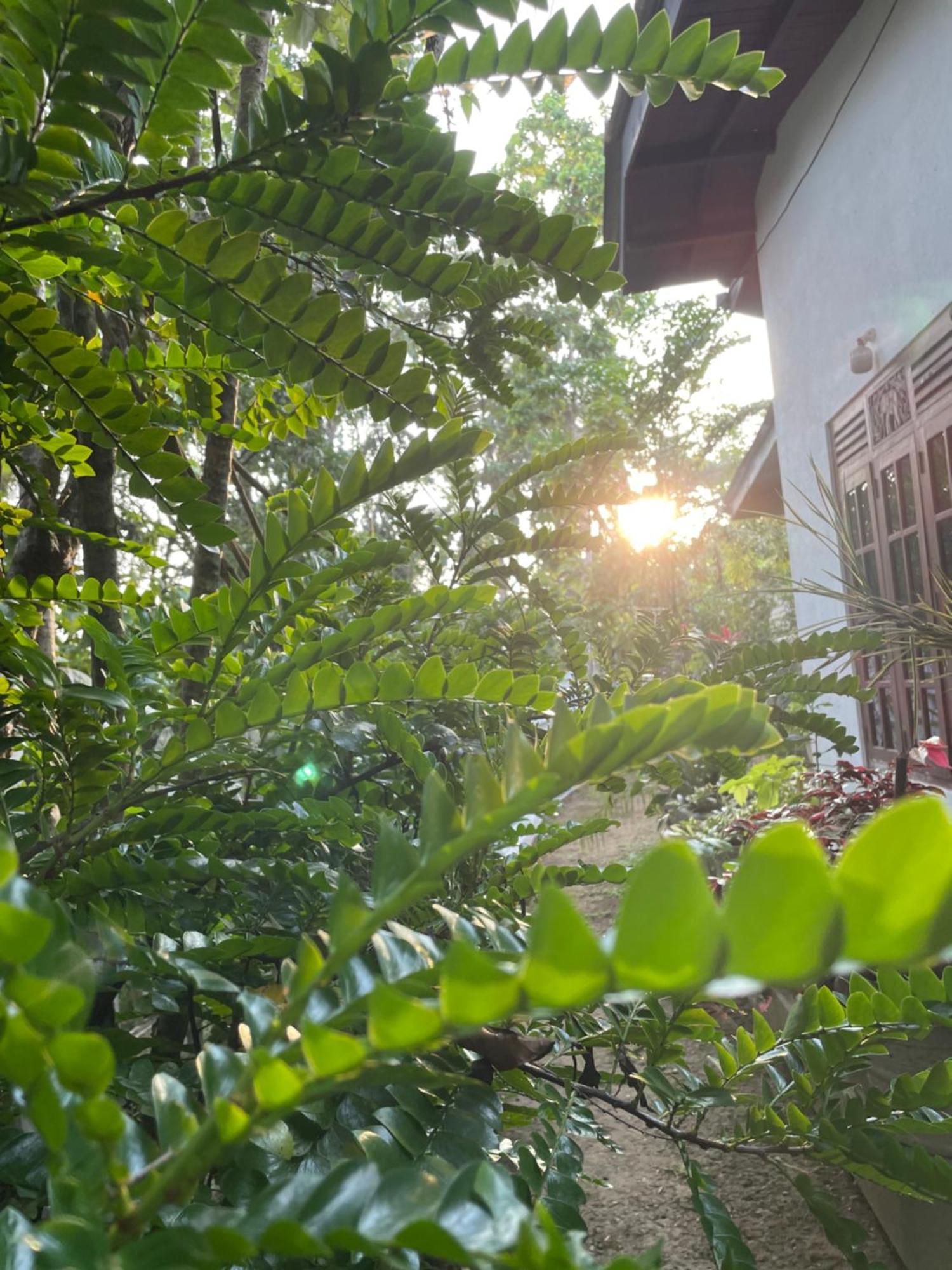 Hotel Eco Garden Hiriketiya Dikwella Exteriér fotografie