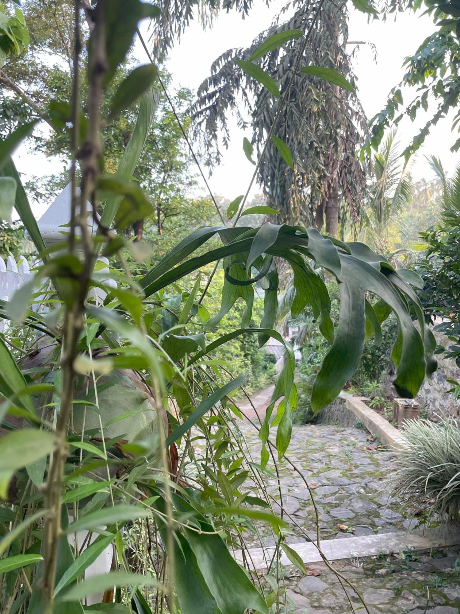 Hotel Eco Garden Hiriketiya Dikwella Exteriér fotografie